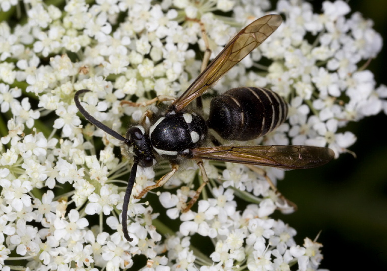 Dolichovespula adulterina Vespidae