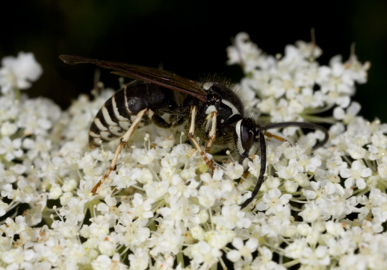 Dolichovespula adulterina Vespidae