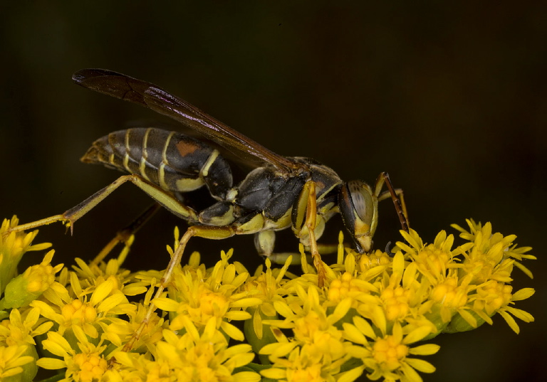 Polistes fuscatus? Vespidae