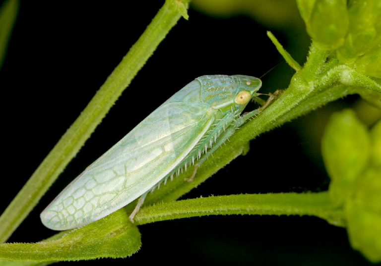 Gyponana geminata Cicadellidae