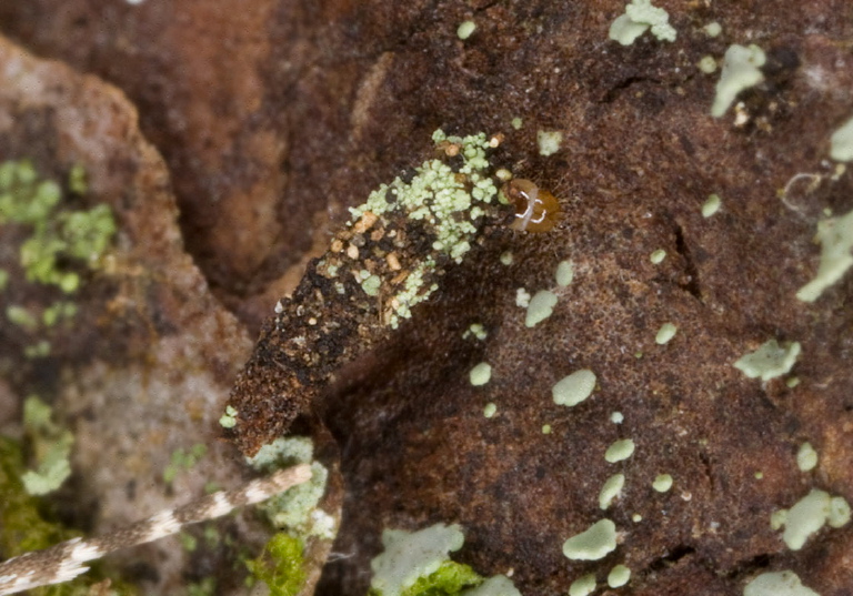   Psychidae