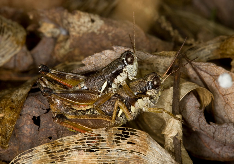 Melanoplus mancus Acrididae