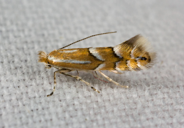 Phyllonorycter ledella? Gracillariidae