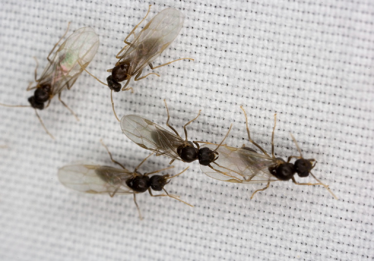 Lasius sp.? Formicidae