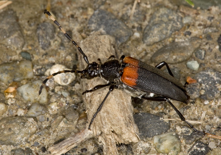 Stictoleptura canadensis Cerambycidae