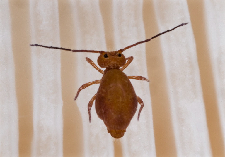 Ptenothrix unicolor Dicyrtomidae