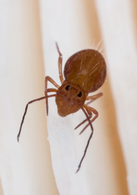 Ptenothrix unicolor Dicyrtomidae