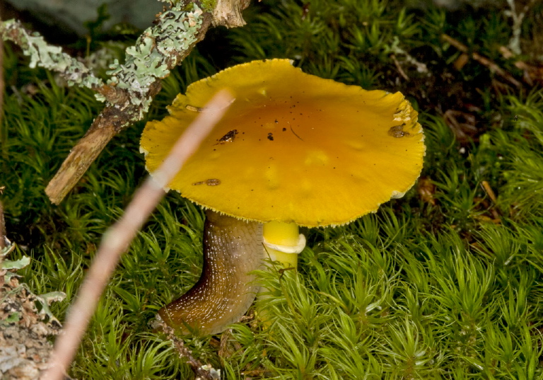 Amanita flavoconia? Pluteaceae