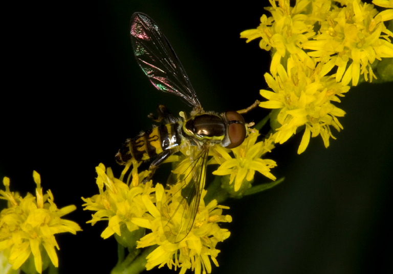 Toxomerus geminatus Syrphidae