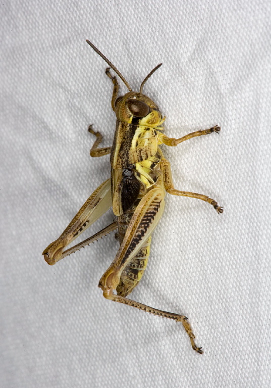 Melanoplus sp. Acrididae