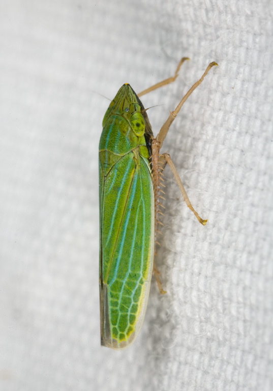 Draeculacephala sp. Cicadellidae