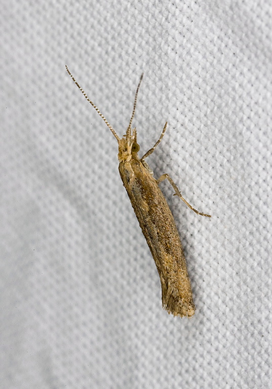 Plutella xylostella Plutellidae