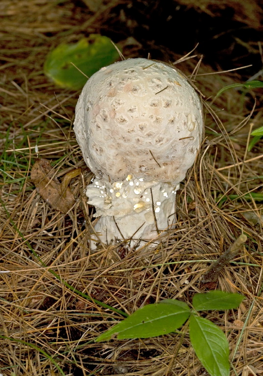 Amanita sp.? Pluteaceae