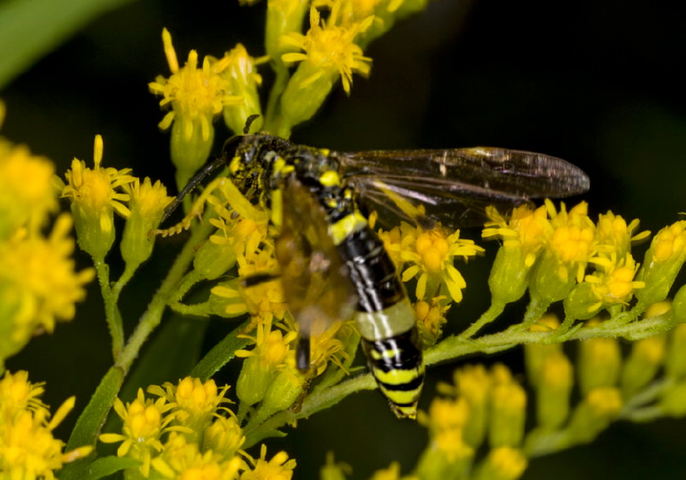 Tenthredo basilaris Tenthredinidae