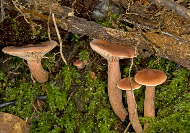 Laccaria laccata? Hydnangiaceae