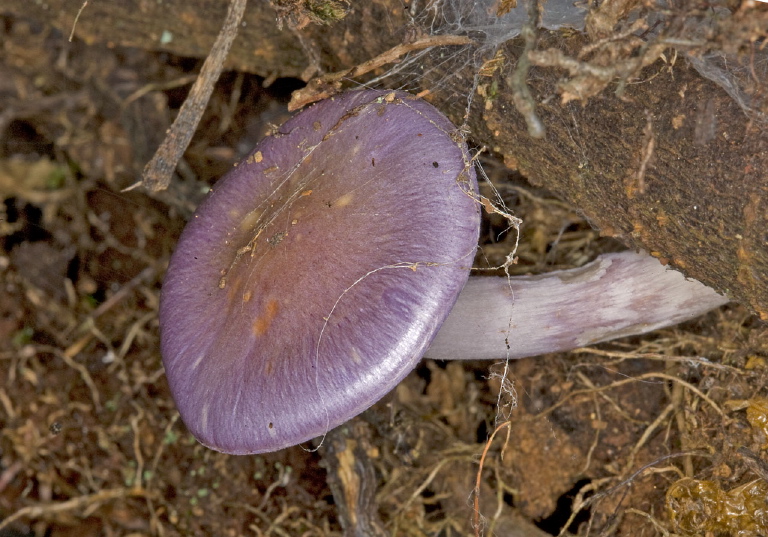 Cortinarius iodes? Cortinariaceae