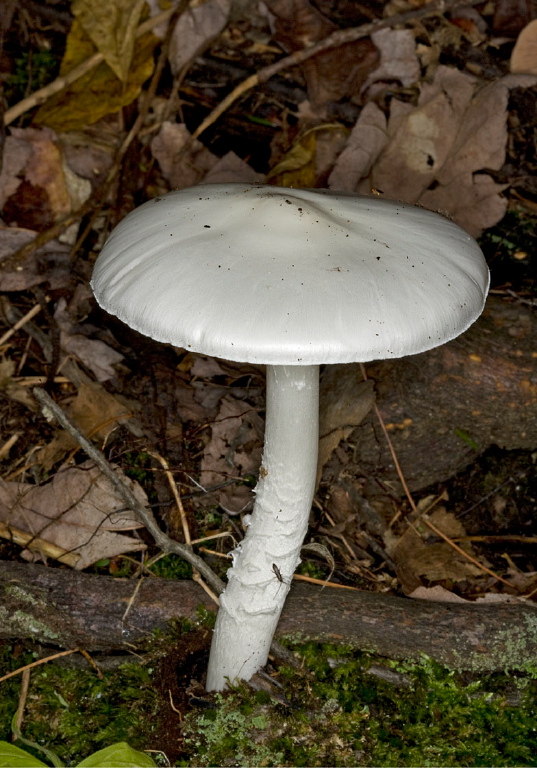 Amanita bisporigera? Pluteaceae