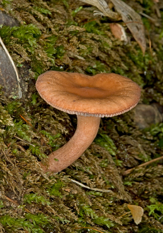 Laccaria laccata? Hydnangiaceae