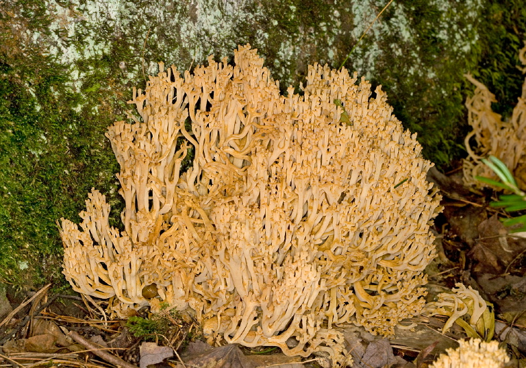 Ramaria sp? Ramariaceae