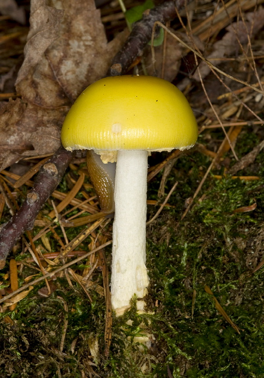 Amanita elongata? Pluteaceae