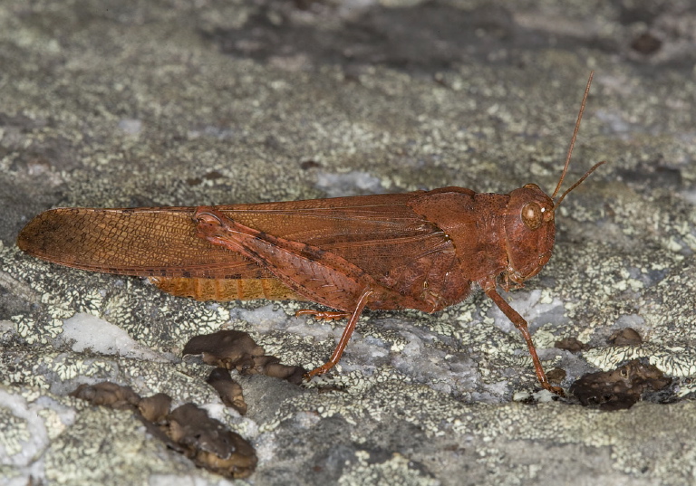 Dissosteira carolina Acrididae