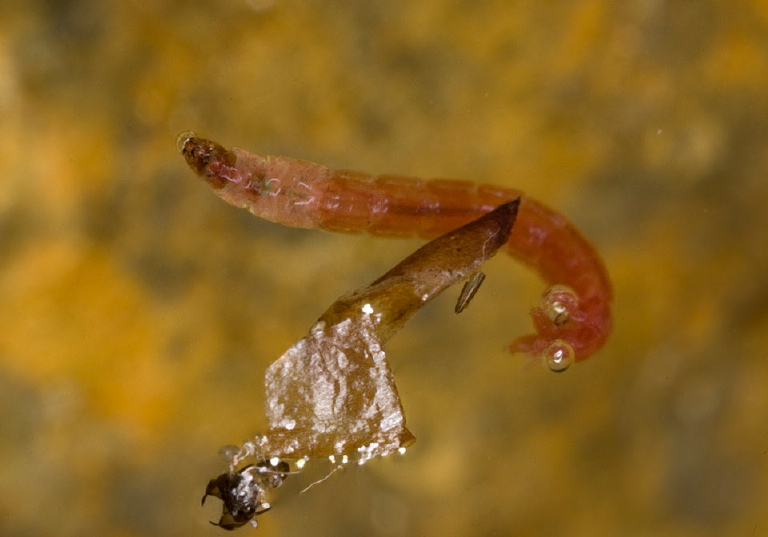 Chironomus sp.? Chironomidae