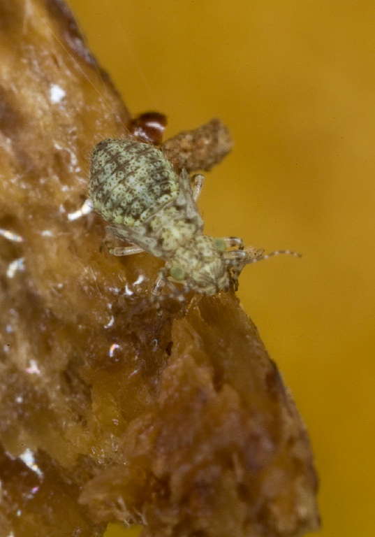 Aaroniella badonneli Philotarsidae