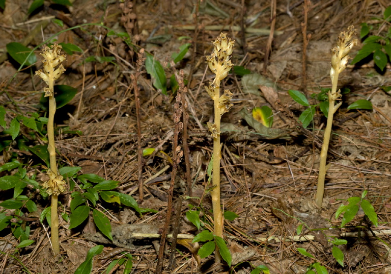 Monotropa hypopitys? Monotropaceae