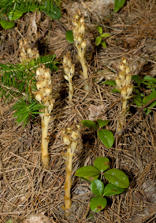 Monotropa hypopitys? Monotropaceae