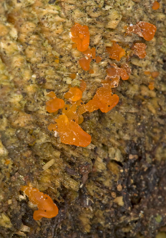 Dacrymyces chrysospermus? Dacrymycetaceae