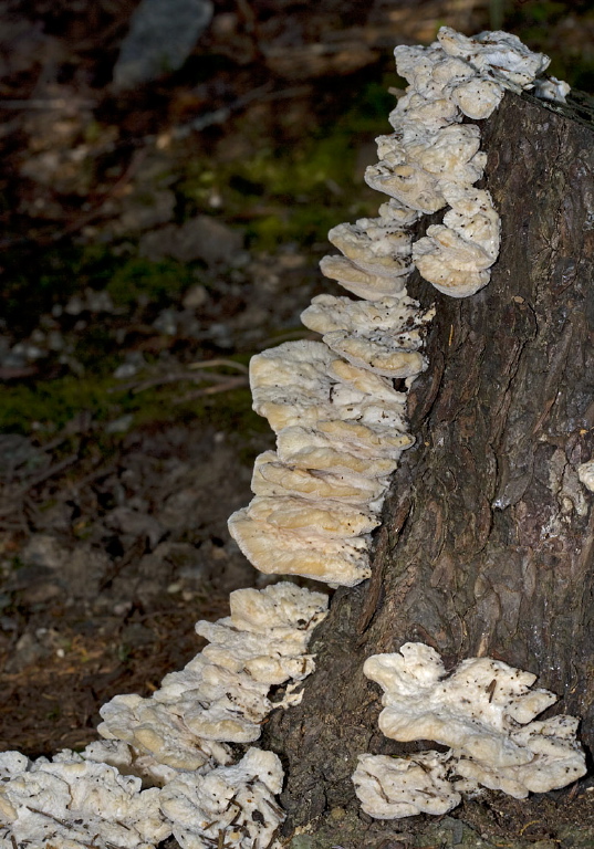 Trametes gibbosa? Polyporaceae?