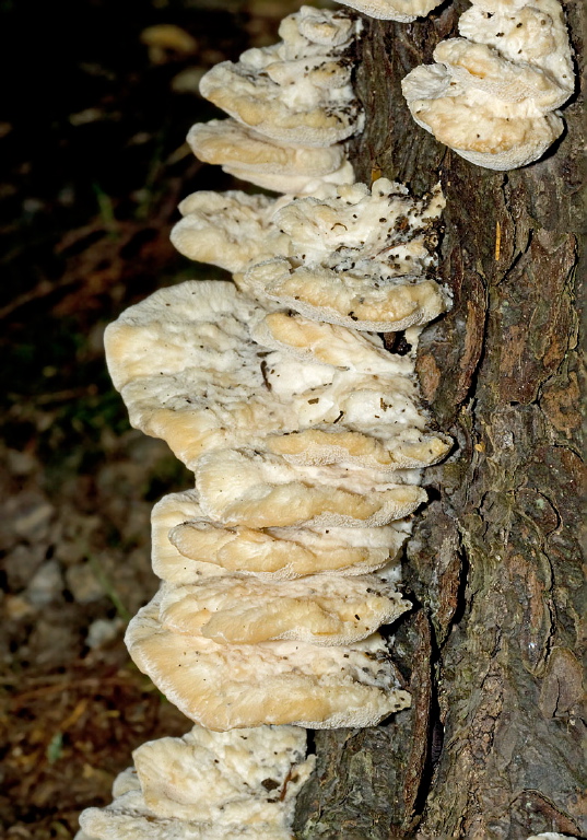 Trametes gibbosa? Polyporaceae?