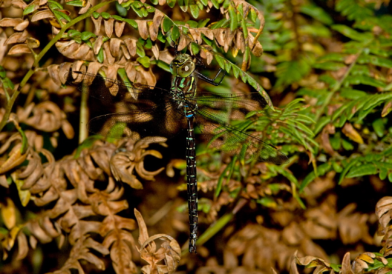 Aeshna umbrosa Aeshnidae