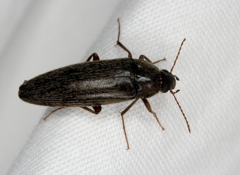 Synchroa punctata Synchroidae