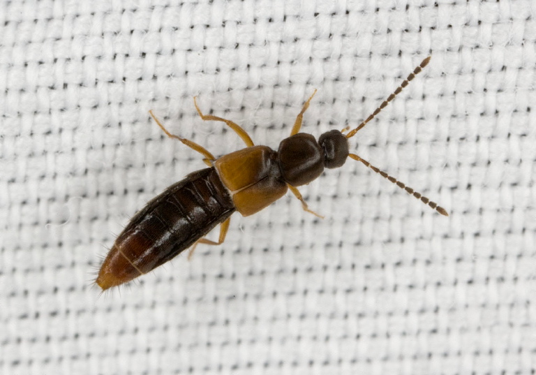   Staphylinidae