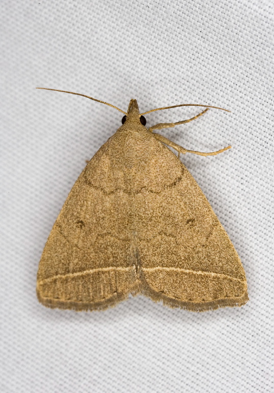 Zanclognatha marcidilinea Erebidae