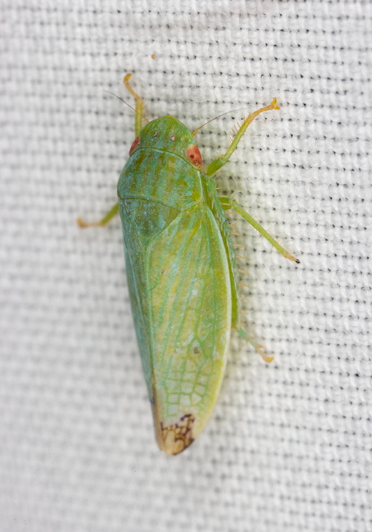 Gyponana sp. Cicadellidae