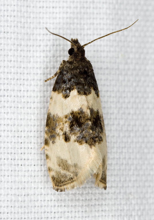 Olethreutes bipartitana Tortricidae