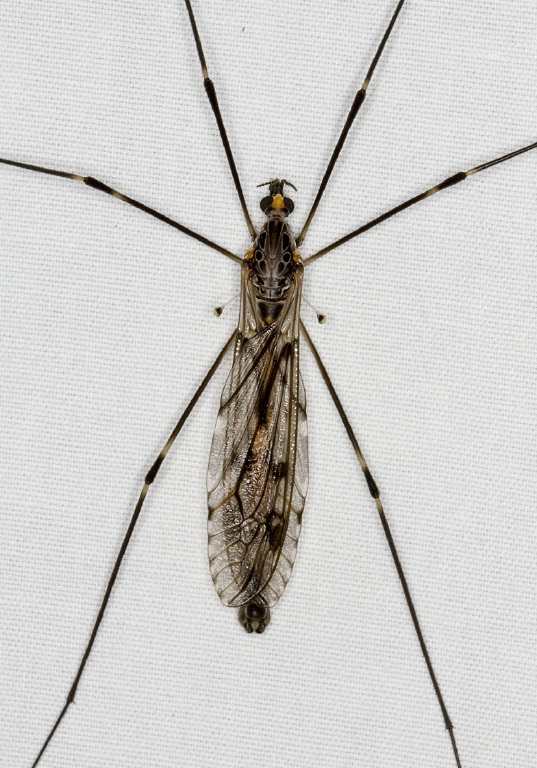 Tipula (Nippotipula) abdominalis Tipulidae