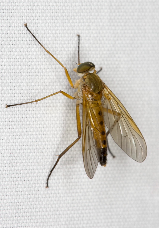 Rhagio sp. Rhagionidae