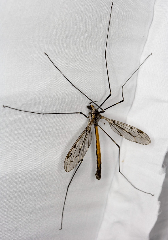 Tipula (Nippotipula) abdominalis Tipulidae