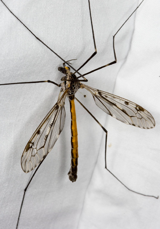 Tipula (Nippotipula) abdominalis Tipulidae