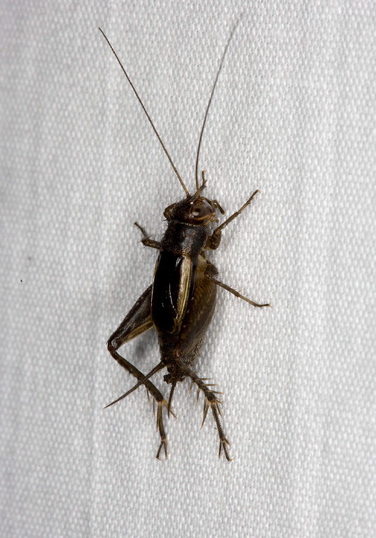 Gryllus pennsylvanicus? Gryllidae