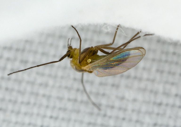 Halocladius variabilis? Chironomidae