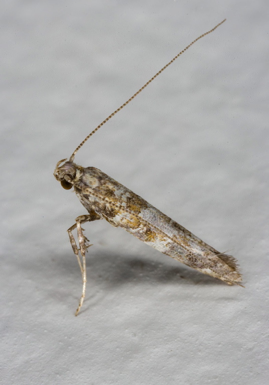   Gracillariidae