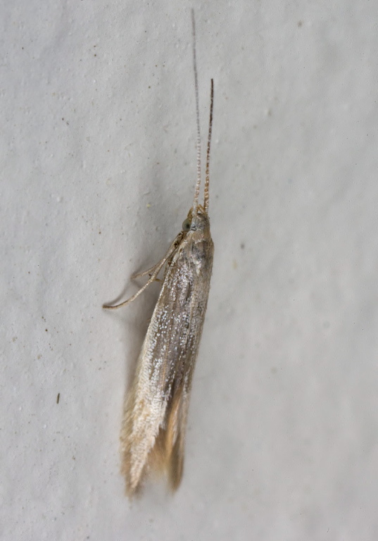 Coleophora sp. Coleophoridae