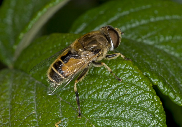 Eristalis arbustorum? Syrphidae