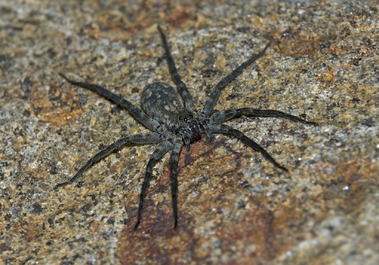   Lycosidae