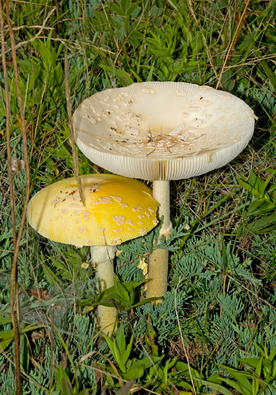 Amanita muscaria? Pluteaceae