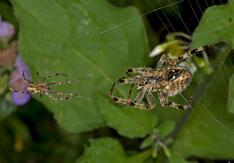 Araneus diadematus Araneidae